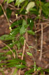 Allegheny hawkweed